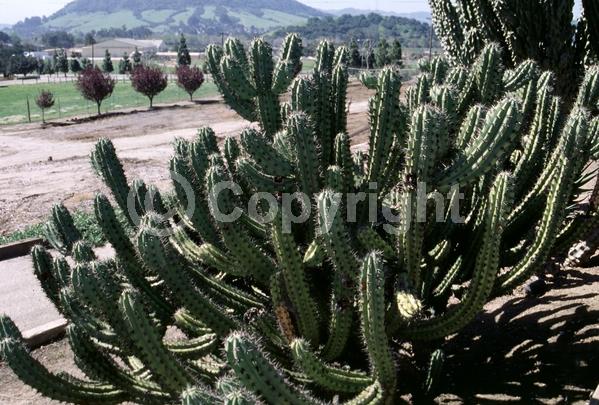 White blooms; North American Native