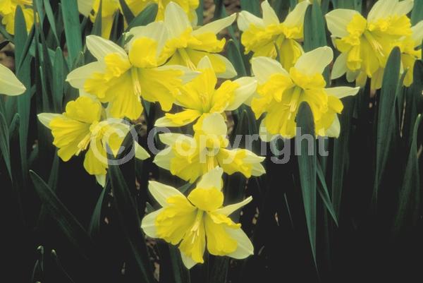 Yellow blooms; White blooms