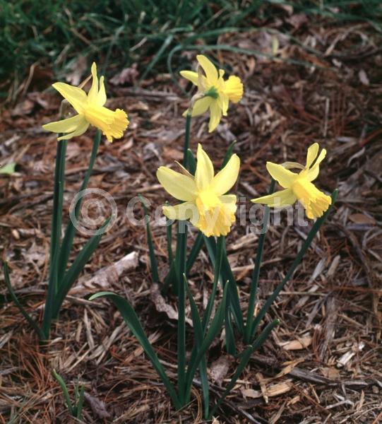 Yellow blooms; Deciduous; Broadleaf