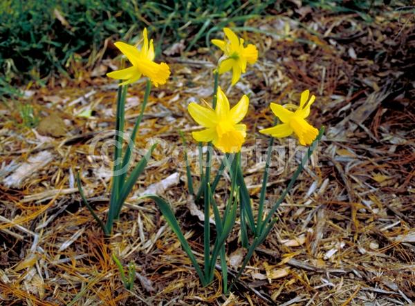 Yellow blooms; Deciduous; Broadleaf