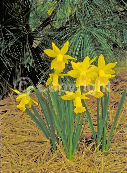 Yellow blooms; White blooms