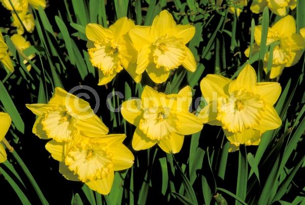 Yellow blooms; White blooms