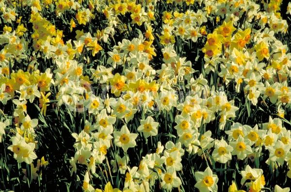 Yellow blooms; White blooms