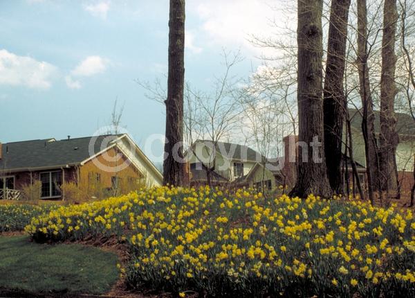 Yellow blooms; White blooms