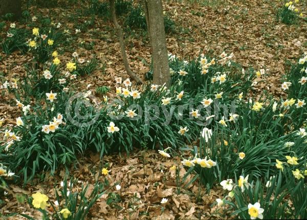 Yellow blooms; White blooms