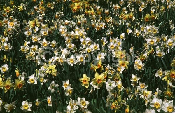 Yellow blooms; White blooms