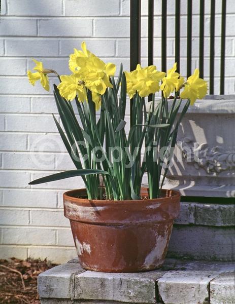 Yellow blooms; White blooms