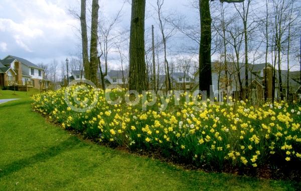Yellow blooms; White blooms