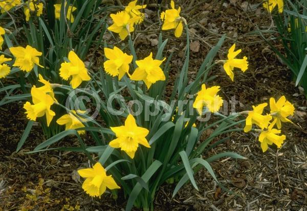 Yellow blooms; Deciduous; Broadleaf