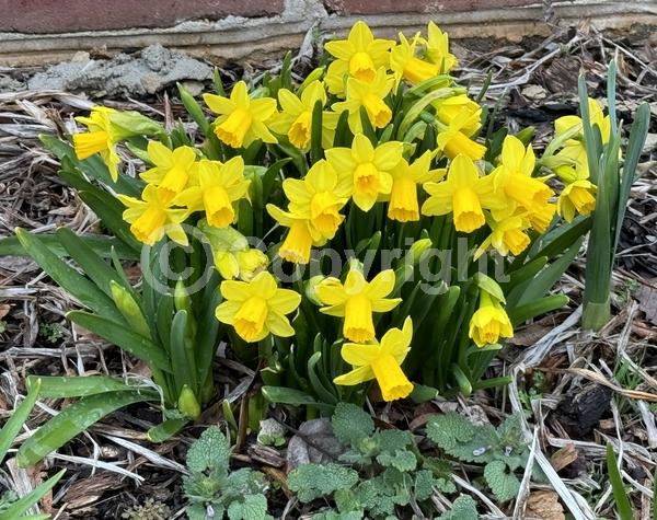 Yellow blooms; Deciduous; Broadleaf