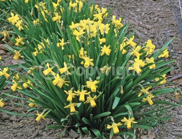 Yellow blooms; Deciduous; Broadleaf