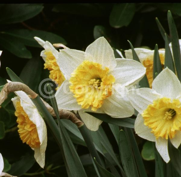 Yellow blooms; White blooms