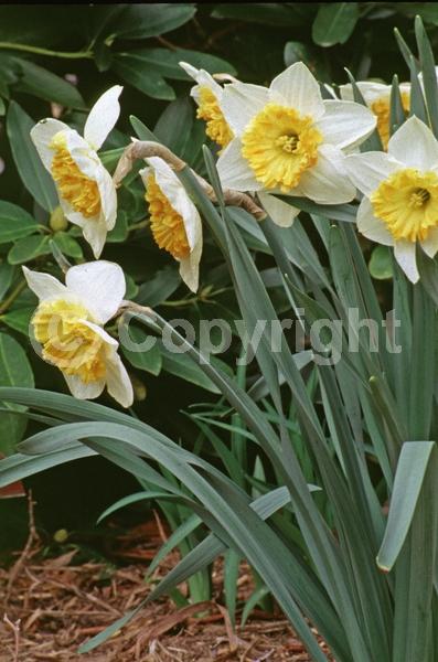 Yellow blooms; White blooms