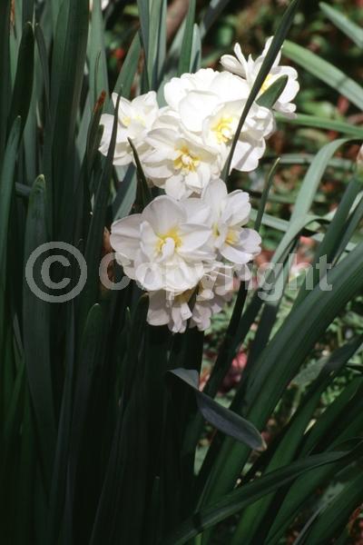 White blooms