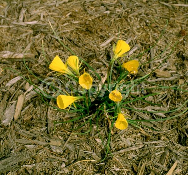 Yellow blooms; Deciduous; Broadleaf