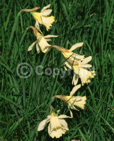 Yellow blooms; White blooms; Deciduous; Broadleaf