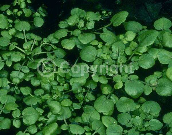 White blooms; Deciduous; 