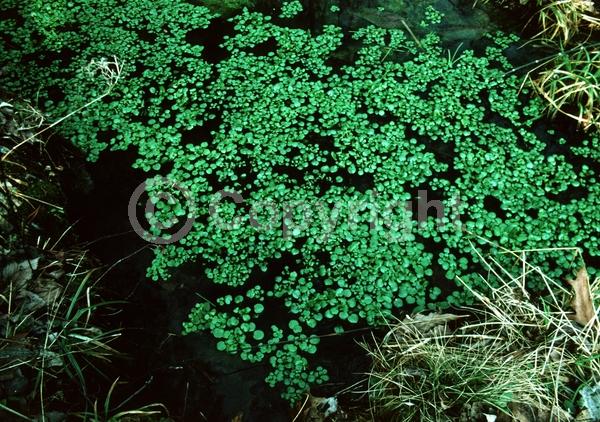 White blooms; Deciduous; 