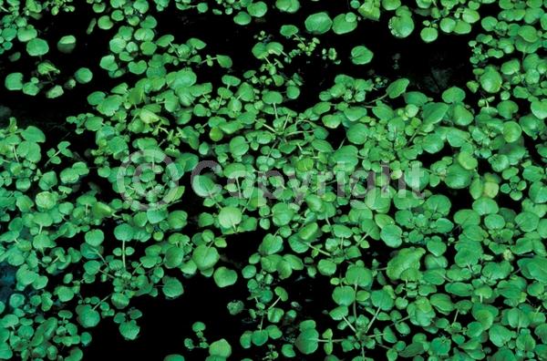 White blooms; Deciduous; 