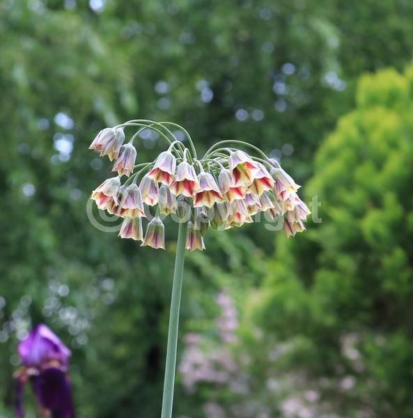 Yellow blooms; Purple blooms; Green blooms
