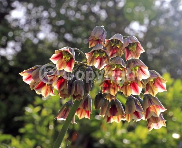 Yellow blooms; Purple blooms; Green blooms