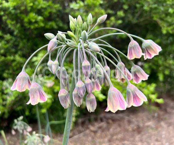 Yellow blooms; Purple blooms; Green blooms