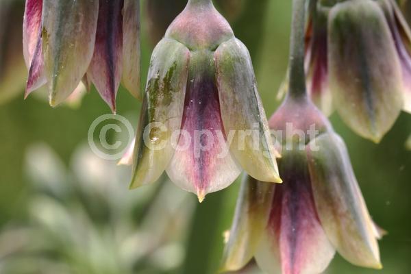 Yellow blooms; Purple blooms; Green blooms