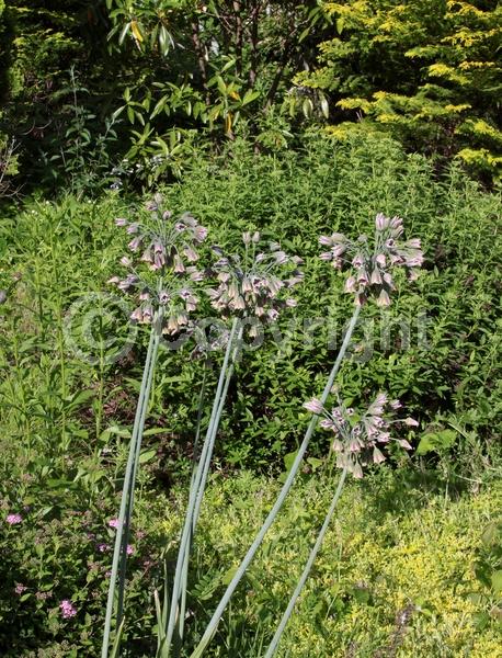 Yellow blooms; Purple blooms; Green blooms