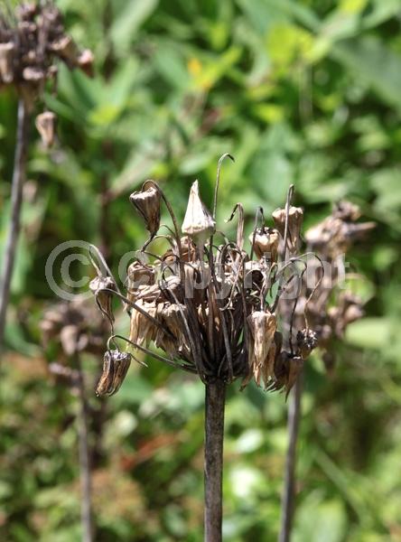 Yellow blooms; Purple blooms; Green blooms