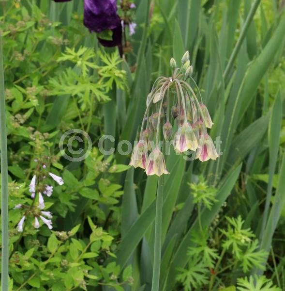 Yellow blooms; Purple blooms; Green blooms