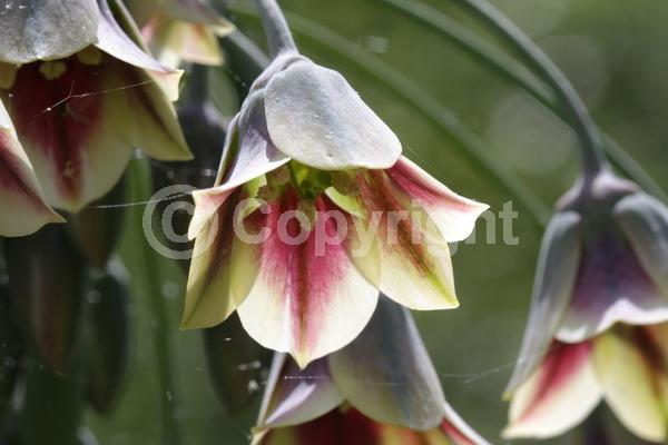 Yellow blooms; Purple blooms; Green blooms