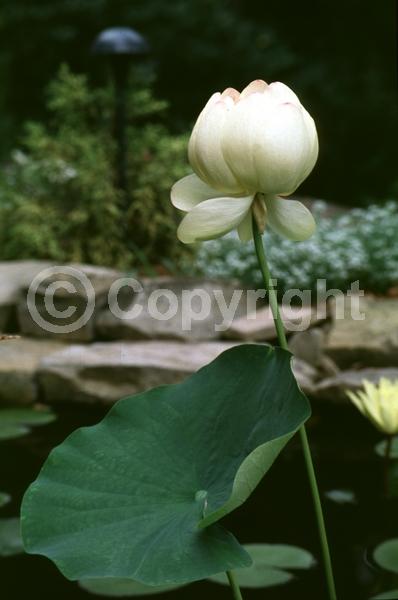 Yellow blooms; Pink blooms; Deciduous