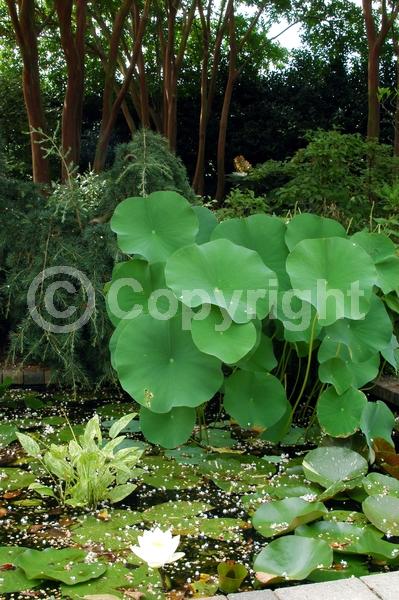 White blooms; Deciduous