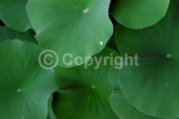 White blooms; Deciduous
