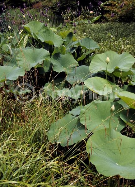 Yellow blooms; Pink blooms; Deciduous; North American Native