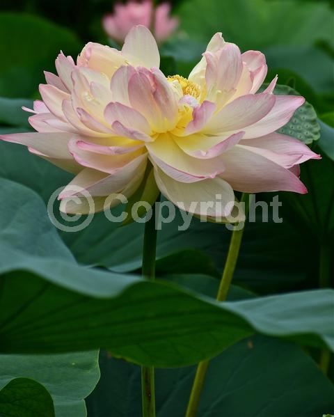 Yellow blooms; Pink blooms; Deciduous; North American Native