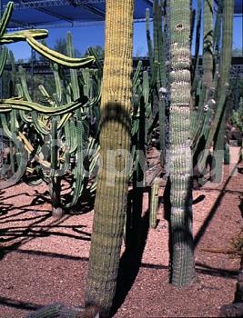 Red blooms; North American Native
