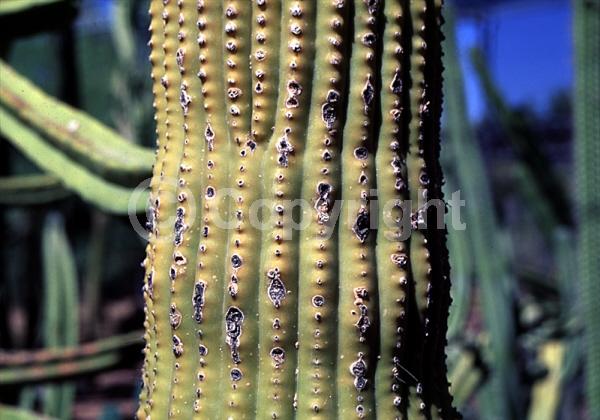 Red blooms; North American Native