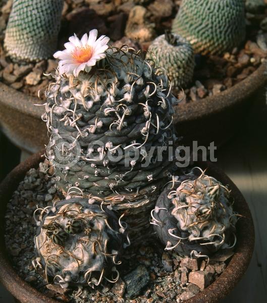 Yellow blooms; White blooms; Pink blooms; Evergreen; North American Native