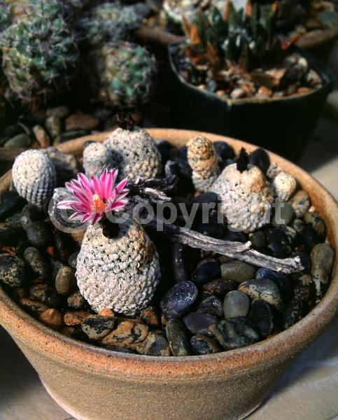 White blooms; Pink blooms; Evergreen; North American Native