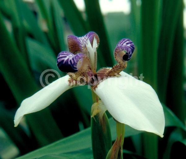 Blue blooms; White blooms; Evergreen; Needles or needle-like leaf; North American Native