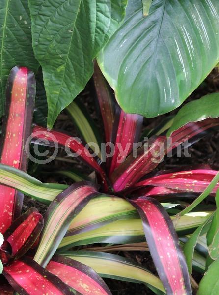 Purple blooms; Evergreen