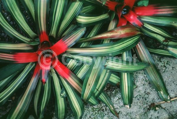 Purple blooms; Evergreen