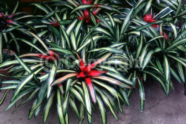 Purple blooms; Evergreen