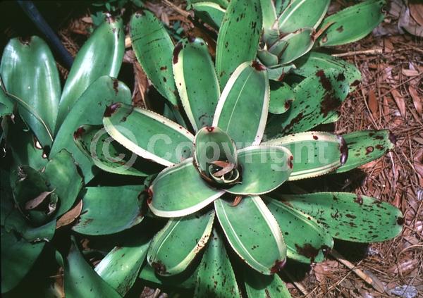 Purple blooms; Evergreen; Broadleaf
