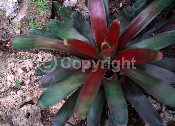 Purple blooms; Evergreen