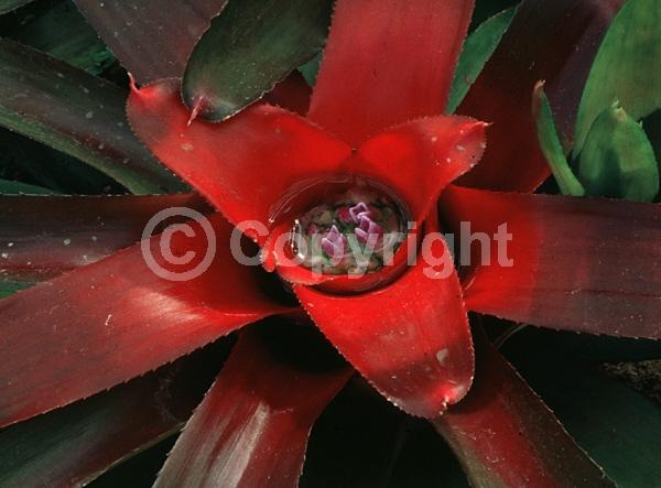 Purple blooms; Evergreen