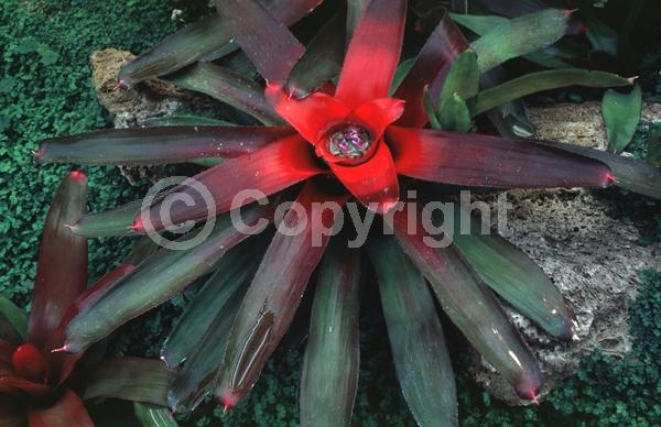 Purple blooms; Evergreen