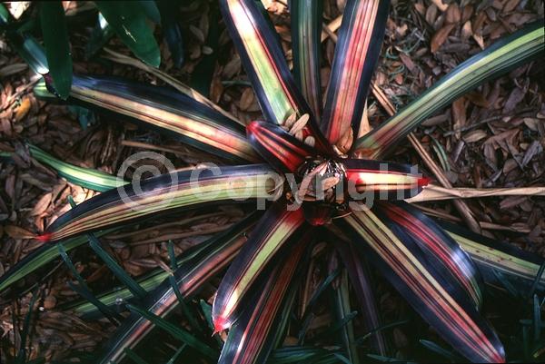 Red blooms; Evergreen