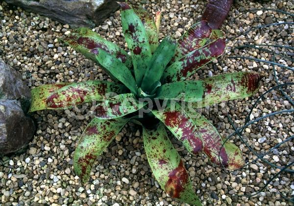 Purple blooms; White blooms